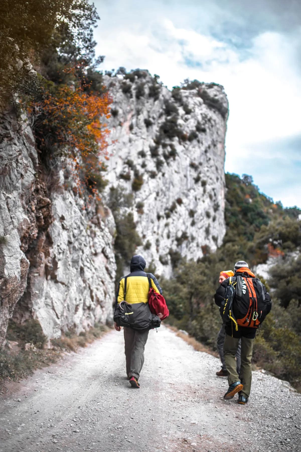 Camino entre bosques